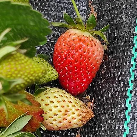 아파트 Casa Do Alto