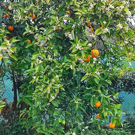 Appartement Casa Do Alto Adaufe