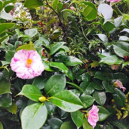 Casa Do Alto * Adaufe