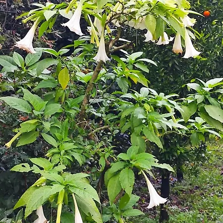 Casa Do Alto Apartment