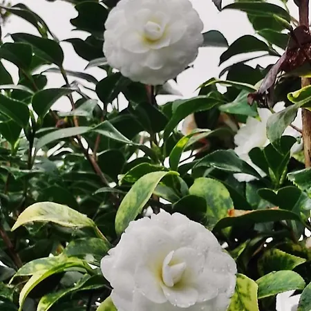 Casa Do Alto Appartement *