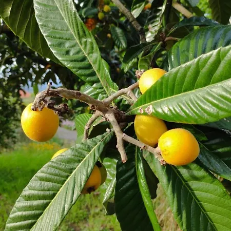 Casa Do Alto Appartement Adaufe