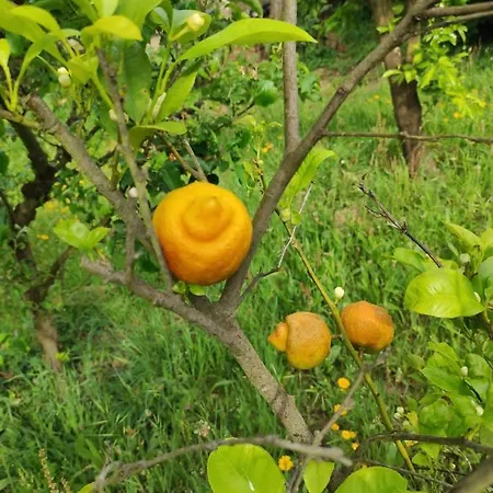 Casa Do Alto Appartement Adaufe