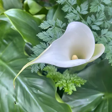 Casa Do Alto Apartment *