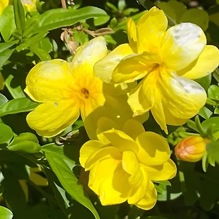 Casa Do Alto Apartment *