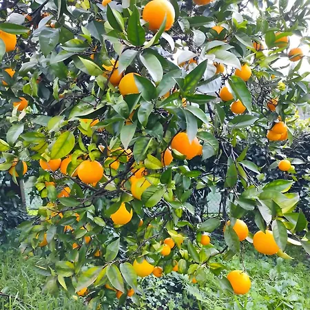 Casa Do Alto Appartement