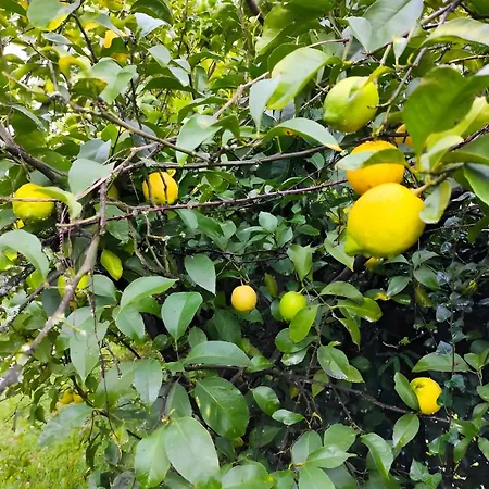 شقة Casa Do Alto *