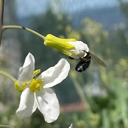 Casa Do Alto Apartment