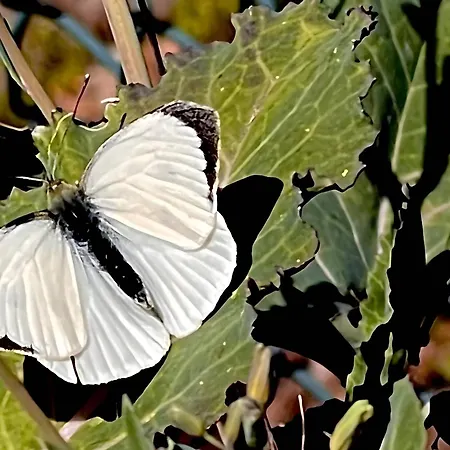 Apartment Casa Do Alto