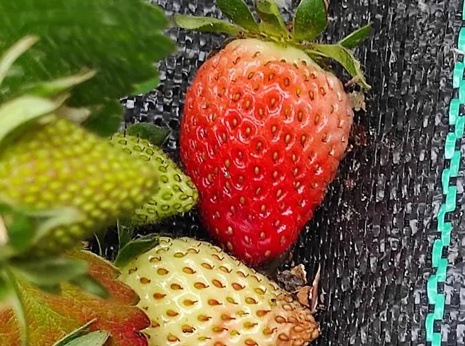 Apartament Casa Do Alto