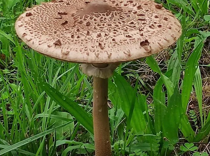 Apartament Casa Do Alto