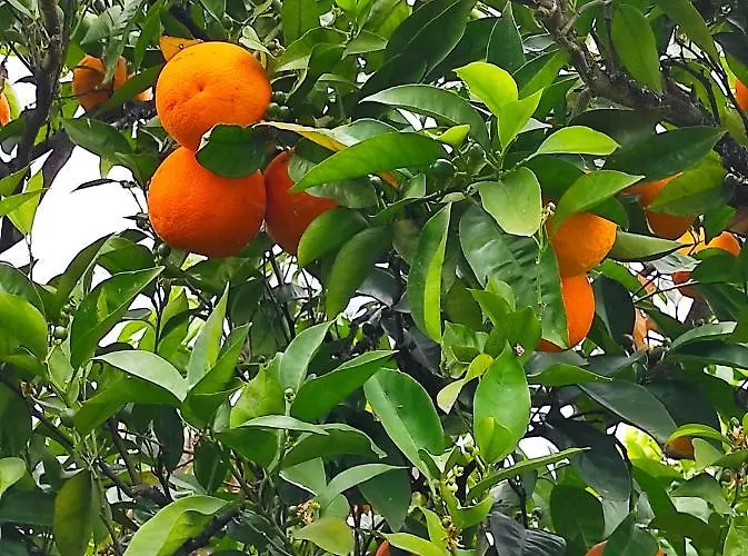 Casa Do Alto Lejlighed