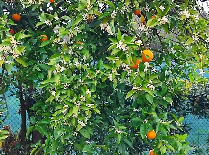 Lejlighed Casa Do Alto Adaufe