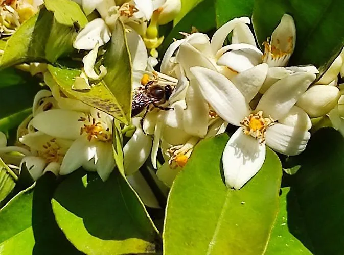 Lejlighed Casa Do Alto