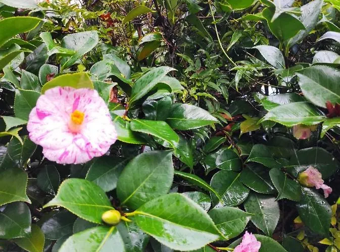 Casa Do Alto * Adaufe