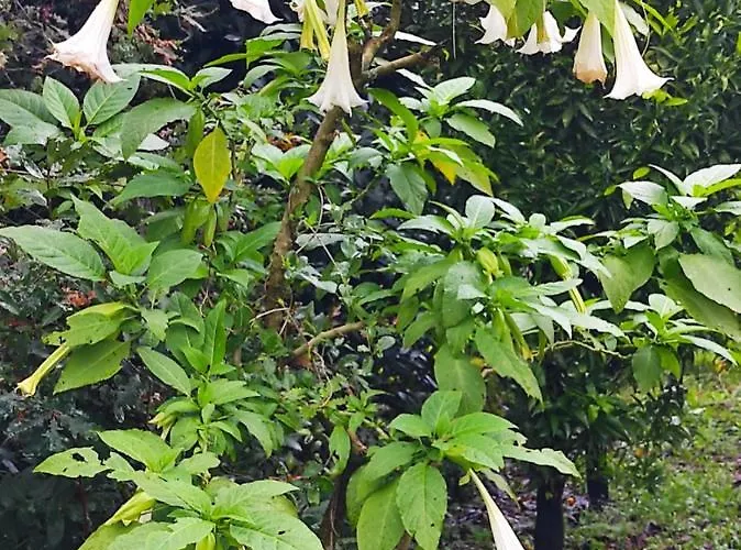 Casa Do Alto Lägenhet