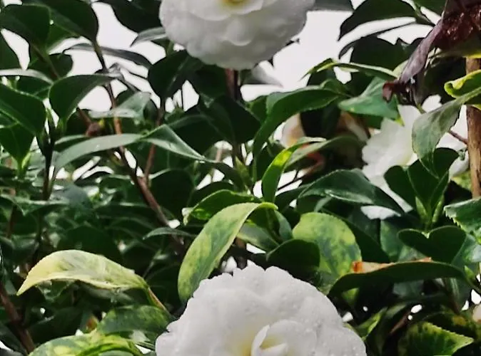 Casa Do Alto Apartament *