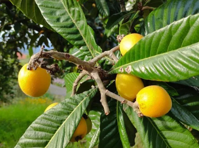 Casa Do Alto Lägenhet Adaufe