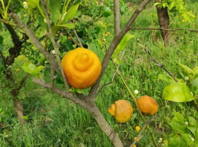 Casa Do Alto Lägenhet Adaufe