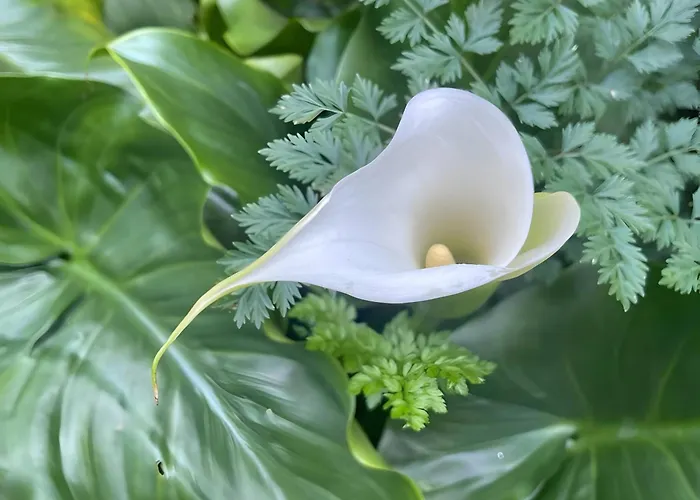 Casa Do Alto Lägenhet *