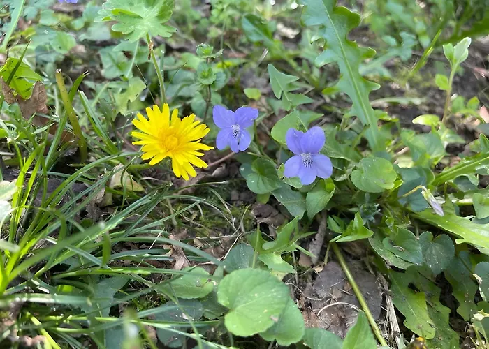 Lägenhet Casa Do Alto