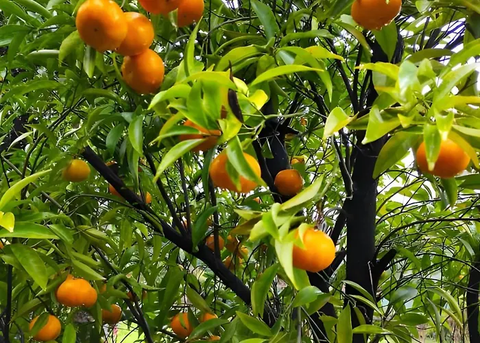 Apartament Casa Do Alto Adaufe