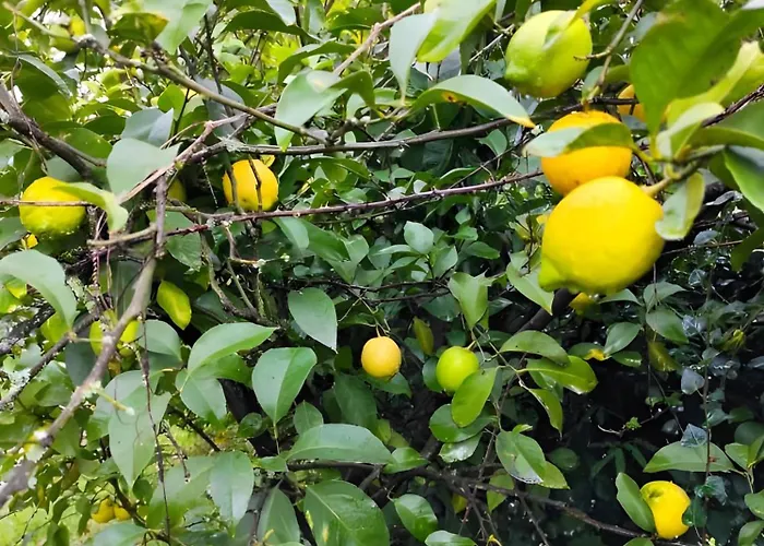 Lägenhet Casa Do Alto *