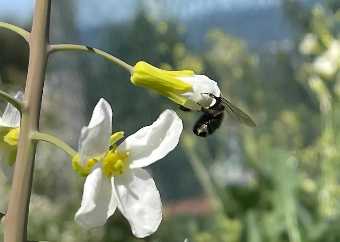 Casa Do Alto Apartament