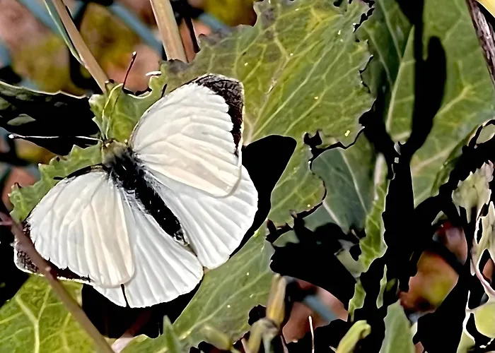 Apartament Casa Do Alto